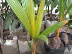 King Coconut Plants