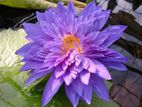 King of Siam Water Lily