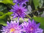 King of Siam Waterlily