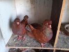 Pigeons