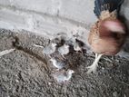 Gini Koli Chicks