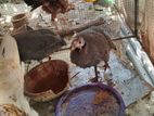 Guineafowl