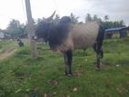 Male Cow