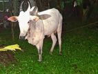 කින්නියා වස්සා