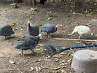 கினி கோழி(guinea fowl)