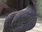 Guinea