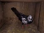 Pigeon
