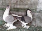 Pigeons