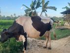 කිරි එලදෙන පැටියා