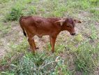 Diary Cow with Calf