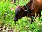කිරි එලදෙනුන්