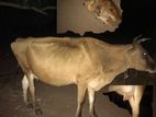 කිරි එළදෙනුන් දෙදෙනෙක්