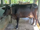 කිරි ගාවයින් ( Millk Cows )