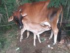 කිරි ගාවයින් ( Millk Cows )