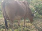 Milk cow