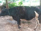 කිරි ගවයා (Milk Cow )