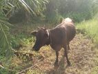 කිරි ගවයා