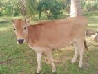 කිරි ගවයා