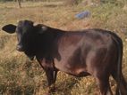 කිරි ගවයා විකිනීමට