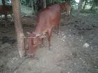 කිරි ගවයින්