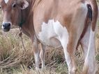 කිරි ගවයින්