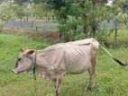 කිරි ගවයින්