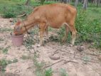 කිරි ගවයින්
