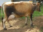 කිරි ගවයින් ( Millk Cows )