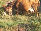 කිරි ගවයින් ( Millk cows )