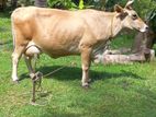 කිරි ගවයින්