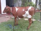 කිරි ගවයින් ( Millk cows )