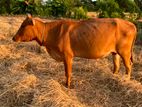 කිරි ගවයින් (Milk Cows )