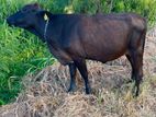 කිරි ගවයින් (Millk Cows )