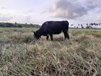 කිරි ගවයකු