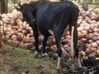 කිරි ගවයකු