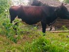කිරි ගවයන්