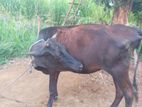 කිරි ගවයන්