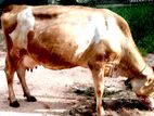 කිරි ගවයන් විකිණීමට. Cattle for sale