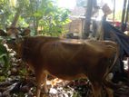 kiri harak cow