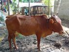 Kiri Harak Cow