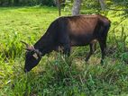 Milk Cow