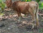 Kiri Harak Cow