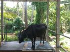 kiri harak cow