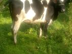 Milk Cow