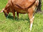 Milk Cow