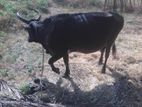 Milk Cow