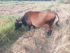 කිරි හරක්
