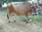 කිරි හරක් (Milk Cow)