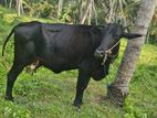 කිරි ඵළදෙන