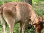 කිරි වැස්සි නැම්බි විකිනිමට කුලියාපිටිය ,උඩුබද්දාව